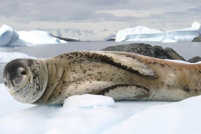 Leopard Seal, hải cẩu báo là động vật săn mồi. Loài này bạo dạn, mạnh mẽ và sẽ tấn công nếu gặp con người, mặc dù con mồi chủ yếu là chim cánh cụt. Nguồn: NOAA /Courtesy of Dr.Brandon Southhall, NMFS/OPR/Flickr/CC BY 2.0.