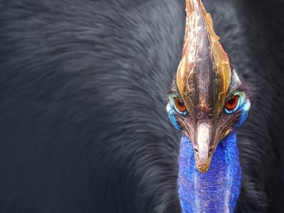 Cassowary là một loài chim không biết bay, trông giống như một con đà điểu, thường sống ở các khu rừng nhiệt đới ở Australia và New Zealand. Chúng có khả năng chảy và nhảy với tốc độ cao, tấn công bằng cách sử dụng móng vuốt lớn để hạ gục mục tiêu. Nguồn: Paul IJsendoorn.Flickr/CC BY 2.0.