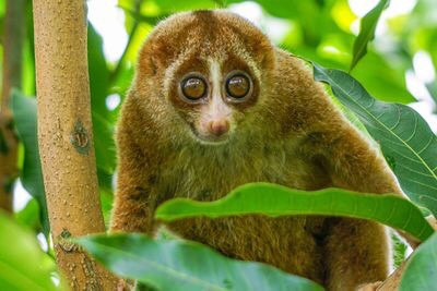 Slow Loris (cu li chậm), đây là một trong những loài động vật có vú có nọc độc duy nhất trên thế giới. Loài vật này trông có vẻ vô hại nhưng nó mang một chất độc tiết ra từ tuyến cánh tay ở hai bên khuỷu của nó. Chất độc này có thể gây tử vong do sốc phản vệ. Nguồn: hkhtt hj/Shutterstock.