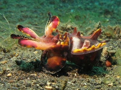 Pfeffer's Flamboyant Cuttlefish, mực nang, mặc dù có nhiều màu sắc sặc sỡ nhưng nó là loài mực cực kì nguy hiểm. Cơ của nó chứa một hợp chất có độc tính cao. Nguồn: Silke Baron/Flickr/CC BY 2.0.