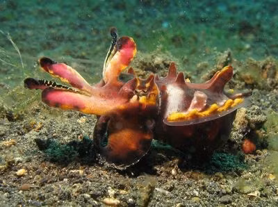 Pfeffer's Flamboyant Cuttlefish, mực nang, mặc dù có nhiều màu sắc sặc sỡ nhưng nó là loài mực cực kì nguy hiểm. Cơ của nó chứa một hợp chất có độc tính cao. Nguồn: Silke Baron/Flickr/CC BY 2.0.