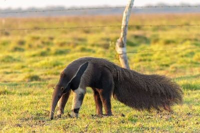 Thú ăn kiến khổng lồ, kích thước khổng lồ cùng những chiếc móng vuốt sắc nhọn, mạnh mẽ khiến nó dù chỉ ăn kiến và mối cũng là mối nguy hiểm cho con người. Loài này không hung dữ nhưng nếu cảm thấy bị đe dọa, nó sẽ hạ gục đối thủ chỉ bằng một cú vuốt. Nguồn: Fernando/Wikimedia Commons/CC BY 2.0.