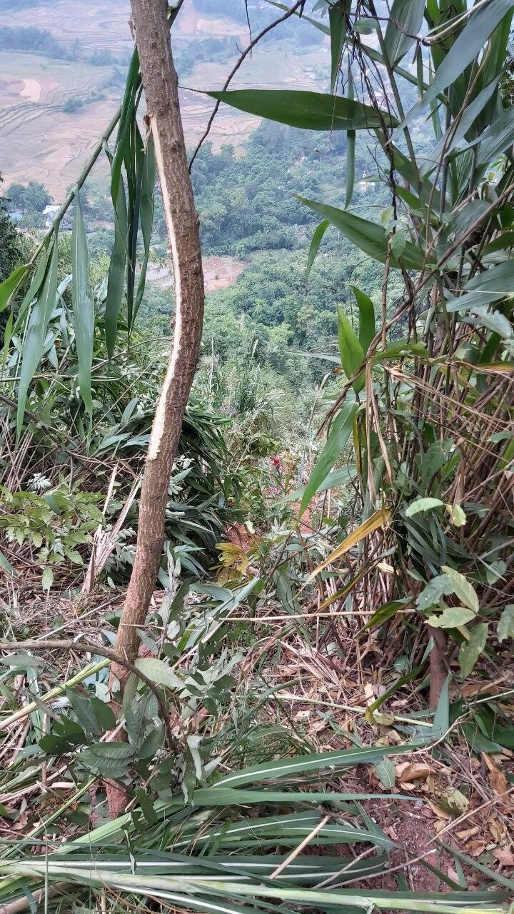 Hiện vụ xe tải lao xuống vực sâu 250m đang được cơ quan chức năng điều tra, làm rõ.