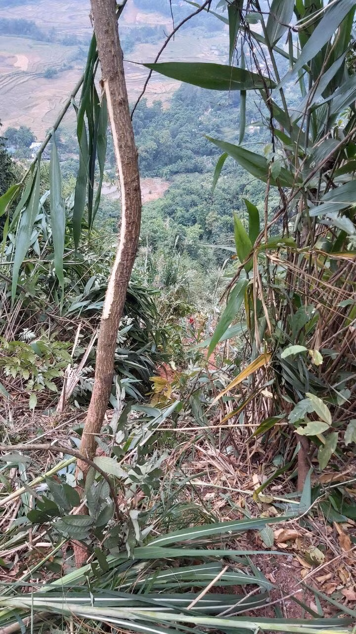 Hiện vụ xe tải lao xuống vực sâu 250m đang được cơ quan chức năng điều tra, làm rõ.