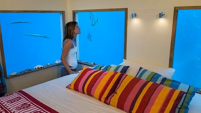 Vào buổi tối, căn phòng khá huyền bí, tạo cảm giác hồi hộp khi du khách không biết sinh vật gì sẽ bơi ngang cửa sổ. Phòng đôi này có giá lên tới 1.500 USD một đêm. Ảnh: News.au.