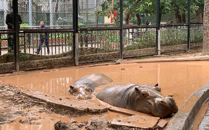 Đàn hà mã từ châu Phi về Vườn thú Hà Nội đã được 10 năm và sinh trưởng tốt. Định kỳ hằng năm, trước khi mùa đông đến, vườn thú sẽ bơm bùn mới vào, đến tháng 5 vét bùn ra rồi bơm nước để tạo môi trường mát mẻ cho hà mã. Lớp bùn bám trên da giống như lớp “áo khoác” giúp hà mã ngăn được các loại côn trùng tấn công. Trung bình mỗi ngày, mỗi chú hà mã ăn khoảng 70kg cỏ voi và 5-7kg rau, củ, quả cùng với cơm nắm, đậu xanh nấu chín. Ngoài ra, khi thời tiết khắc nghiệt, hà mã cũng như nhiều loại thú quý hiếm sẽ được bổ sung các loại vitamin tổng hợp nhằm tăng sức đề kháng.