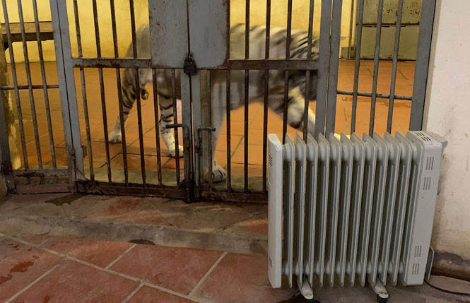 Trong các khu chuồng kín nuôi hổ, voi, khỉ, vượn..., các máy sưởi dầu, quạt thổi hơi nóng hoạt động hết công suất. Trong ảnh, một chú hổ trắng đang “tận hưởng” hơi ấm thổi ra từ máy sưởi. 