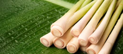 Điều hòa cholesterol và huyết áp: Khi sử dụng sả thì nó còn có thể giúp làm giảm cholesterol trong cơ thể giúp ngăn chặn sự phát triển các mảng bám trong động mạch và tĩnh mạch gây tắc nghẽn mạch máu, có thể gây ra đột quỵ và nhồi máu cơ tim.