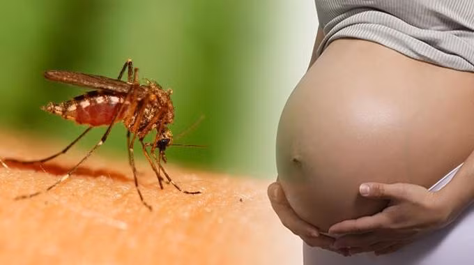 Bo Y te tran an nguoi dan sau 2 ca nhiem Zika-Hinh-2