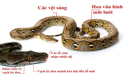 Nguoi di rung phat hien 