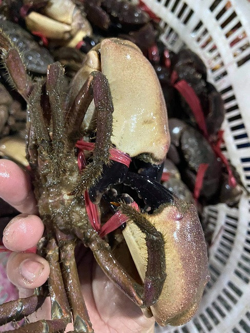 Loai hai san ten ky cuc, ngon hon ghe, re hon cua thanh dac san-Hinh-3