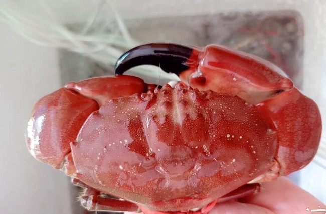 Loai hai san ten ky cuc, ngon hon ghe, re hon cua thanh dac san-Hinh-2