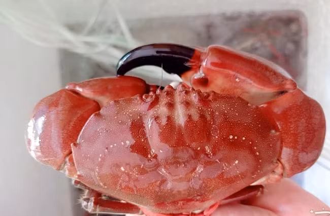 Loai hai san ten ky cuc, ngon hon ghe, re hon cua thanh dac san-Hinh-2