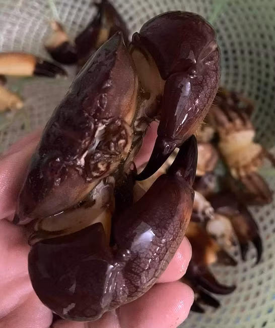 Loai hai san ten ky cuc, ngon hon ghe, re hon cua thanh dac san-Hinh-4