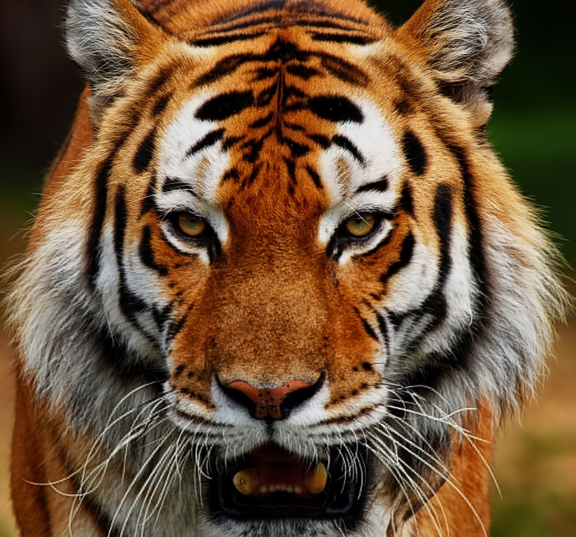 Chính những nét tính cách đặc biệt đó mà vận thế của họ rất tốt, cuộc sống gia đình luôn tràn đầy niềm vui. Tuy nhiên, số giàu sẽ không đến sớm với người tuổi Dần, mà họ sẽ phát về hậu vận.