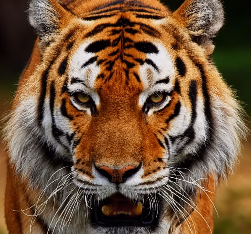 Chính những nét tính cách đặc biệt đó mà vận thế của họ rất tốt, cuộc sống gia đình luôn tràn đầy niềm vui. Tuy nhiên, số giàu sẽ không đến sớm với người tuổi Dần, mà họ sẽ phát về hậu vận.