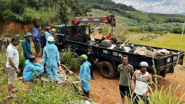 Lâm Đồng: Bò chết hàng loạt do virus mang tên: “Pestivirus tauri“ - Hình 3 Lam Dong: Bo chet hang loat do virus mang ten: “Pestivirus tauri“-Hinh-3