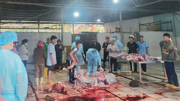 Lâm Đồng: Bò chết hàng loạt do virus mang tên: “Pestivirus tauri“ - Hình 2 Lam Dong: Bo chet hang loat do virus mang ten: “Pestivirus tauri“-Hinh-2