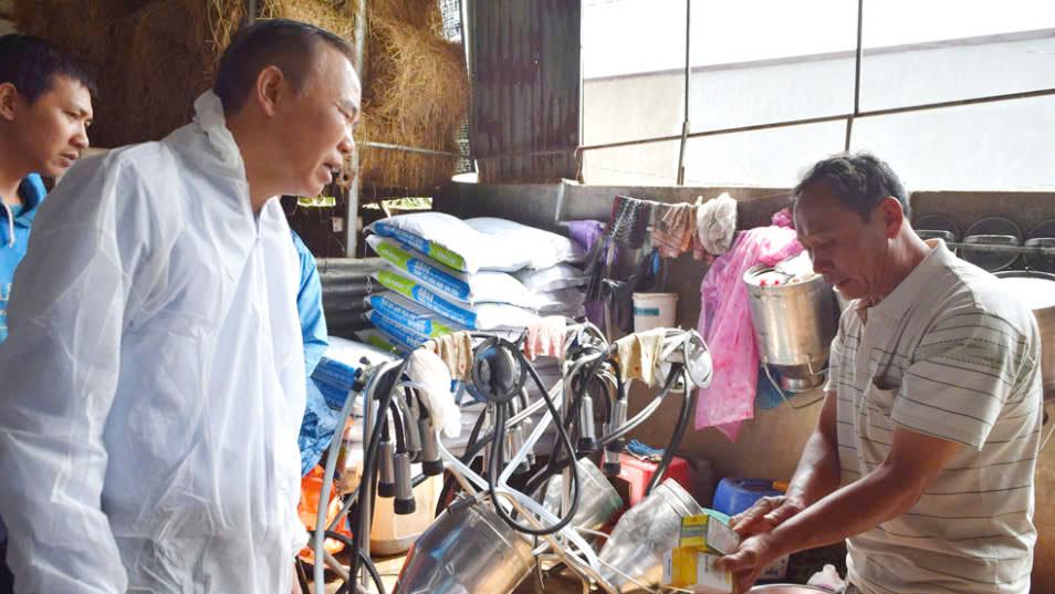 Lâm Đồng: Bò chết hàng loạt do virus mang tên: “Pestivirus tauri“ - Hình 4 Lam Dong: Bo chet hang loat do virus mang ten: “Pestivirus tauri“-Hinh-4