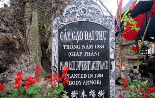 Đây là tấm bia chứng nhận cây gạo 700 năm tuổi là cây di sản Việt Nam ở Hải Phòng. Tuy nhiên phần chữ Tiếng Anh bên dưới người dịch lại dịch sai “Cây gạo đại thụ” thành “Plant rice university acceptance”; “Giáp thân” thành “Body Armor”.
