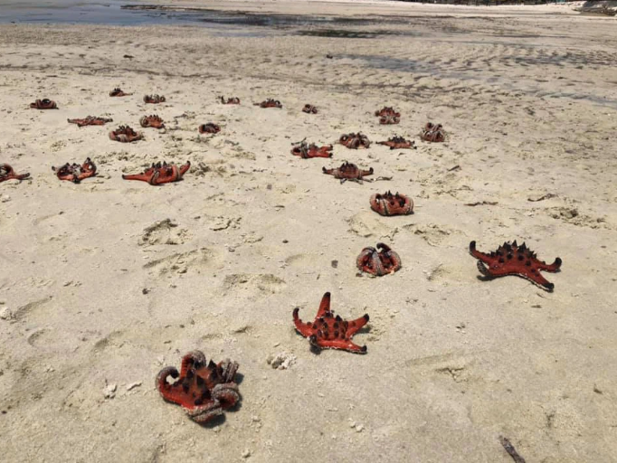 Nhiều du khách đến đây muốn có ảnh đẹp nên đã xếp sao biển lên bờ cát khô, nhưng sau đó khi chụp xong, họ đã bỏ lại những con sao biển bị cháy khô dưới nắng. Được biết, những con sao biển là sinh vật sống dưới nước, chỉ sinh tồn được 10 giây khi bị nhấc lên khỏi mặt nước. Vậy nên nếu thiếu hiểu biết hay cố tình cầm sao biển lên bờ thì những du khách sẽ vô tình giết chúng.