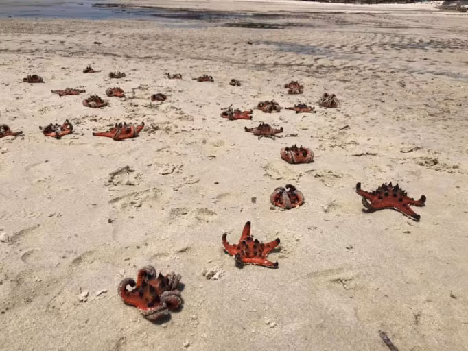 Nhiều du khách đến đây muốn có ảnh đẹp nên đã xếp sao biển lên bờ cát khô, nhưng sau đó khi chụp xong, họ đã bỏ lại những con sao biển bị cháy khô dưới nắng. Được biết, những con sao biển là sinh vật sống dưới nước, chỉ sinh tồn được 10 giây khi bị nhấc lên khỏi mặt nước. Vậy nên nếu thiếu hiểu biết hay cố tình cầm sao biển lên bờ thì những du khách sẽ vô tình giết chúng.