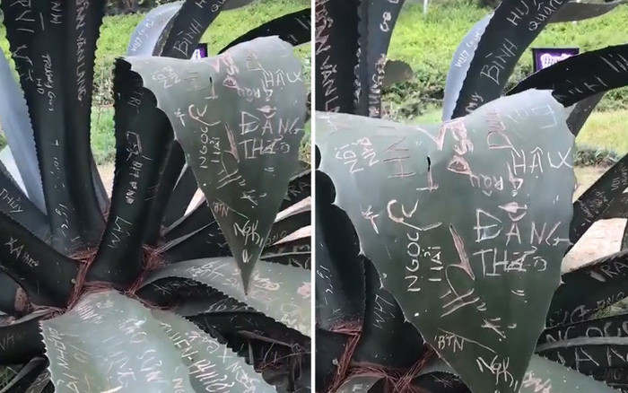  Hành động phá hoại này khiến nhiều người phẫn nộ, lên án về ý thức của bộ phận khách du lịch hiện nay.