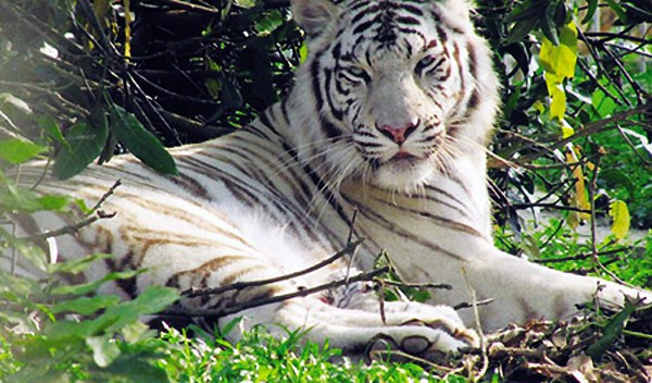 Tuổi Dần: Trong tuần tới những người tuổi Dần chính là con giáp cực kỳ may mắn phát tài làm đâu thắng đo không ai sánh bằng. Đặc biệt là vào những ngày cuối tuần càng thêm may mắn. 