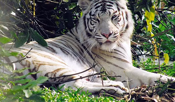 Tuổi Dần: Trong tuần tới những người tuổi Dần chính là con giáp cực kỳ may mắn phát tài làm đâu thắng đo không ai sánh bằng. Đặc biệt là vào những ngày cuối tuần càng thêm may mắn. 