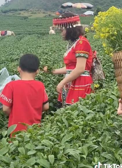 Theo nhiều cư dân mạng bình luận, đây chỉ là du khách đến tham quan đồi chè, hành động hái chè đem về của người phụ nữ này khi đi du lịch được đánh giá là một hành động vô ý thức.