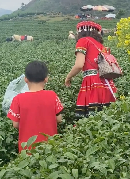 Dẫn theo một bé trai khoảng 9 tuổi, người phụ nữ thẳng tay vặt sạch ngọn chè trước sự chứng kiến của nhiều người.