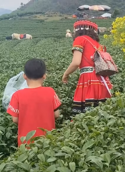 Dẫn theo một bé trai khoảng 9 tuổi, người phụ nữ thẳng tay vặt sạch ngọn chè trước sự chứng kiến của nhiều người.