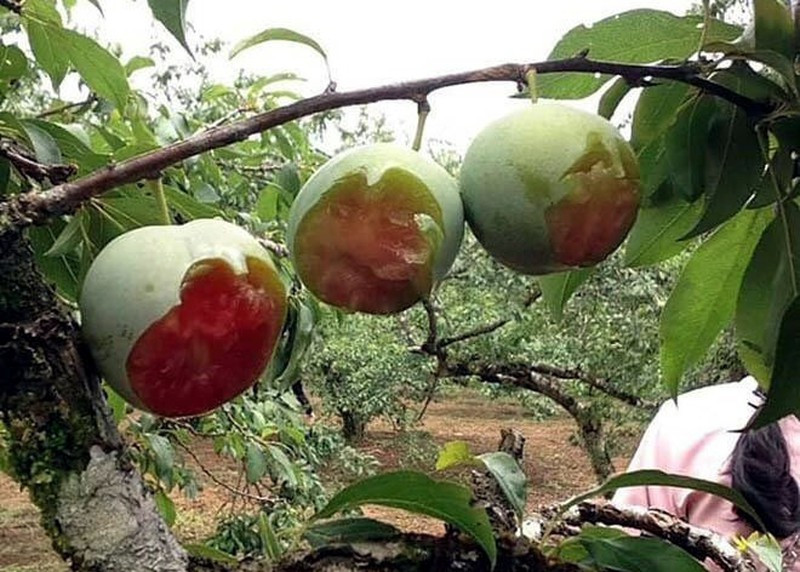 Tương tự là hình ảnh phượt thủ cắn mận cũng khiến cộng đồng mạng dậy sóng vào năm 2019. Ảnh: Tổng hợp