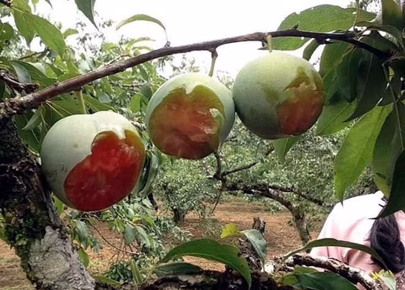 Tương tự là hình ảnh phượt thủ cắn mận cũng khiến cộng đồng mạng dậy sóng vào năm 2019. Ảnh: Tổng hợp