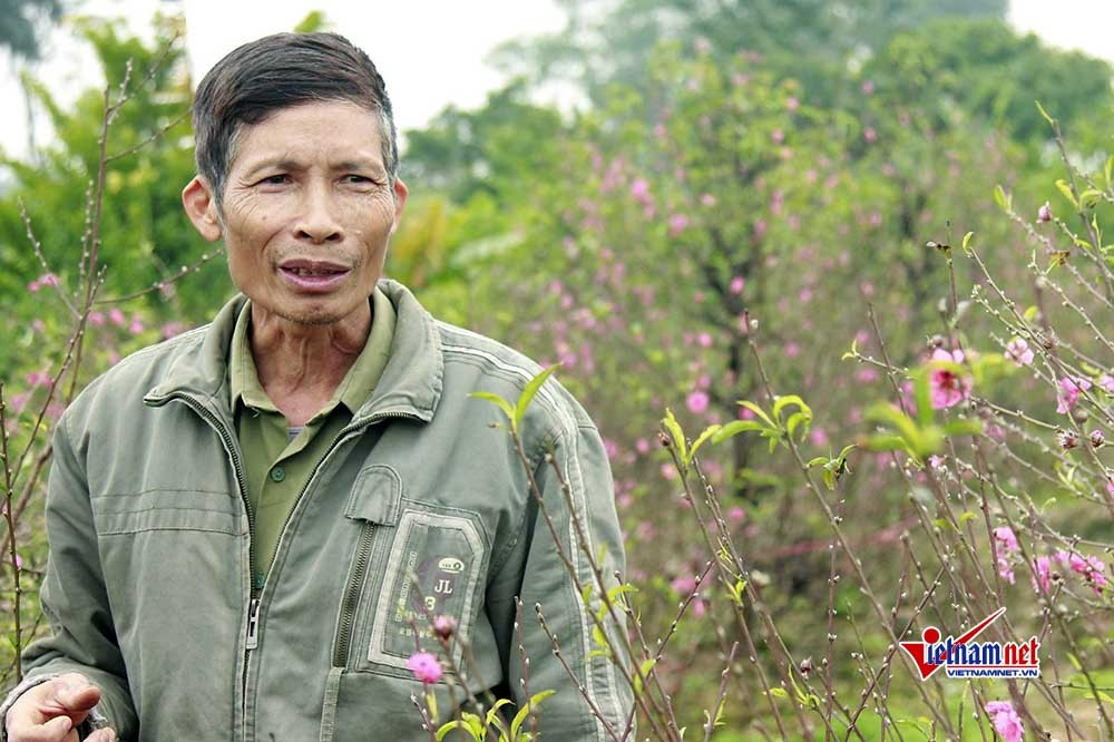 Dau don nhin hang tram goc dao tet bi ke gian don ha o Bac Ninh-Hinh-2