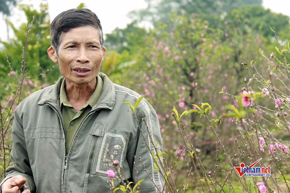 Dau don nhin hang tram goc dao tet bi ke gian don ha o Bac Ninh-Hinh-2