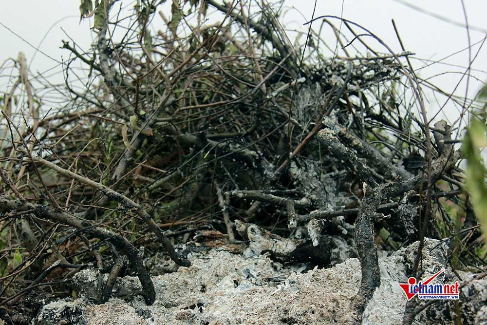 Dau don nhin hang tram goc dao tet bi ke gian don ha o Bac Ninh-Hinh-5