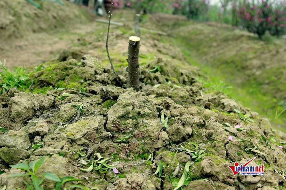 Dau don nhin hang tram goc dao tet bi ke gian don ha o Bac Ninh-Hinh-6