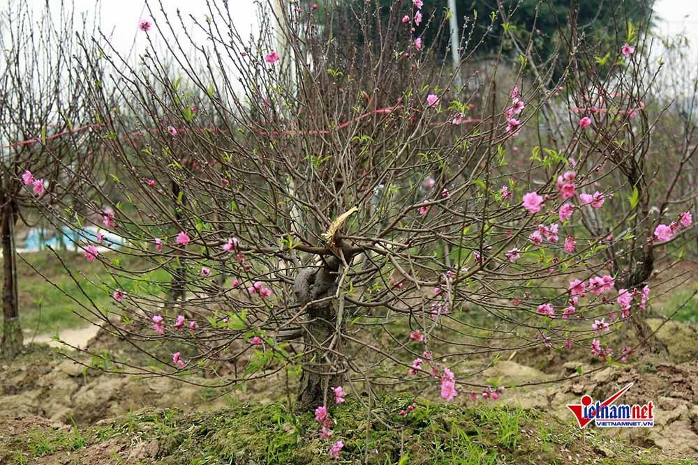 Dau don nhin hang tram goc dao tet bi ke gian don ha o Bac Ninh-Hinh-4