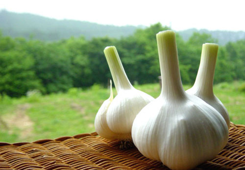 Tỏi có tính kháng khuẩn, kháng vi rút. Mang lại tác dụng tăng cường hệ miễn dịch khi đi vào cơ thể. Đặc biệt, allicin trong tỏi được đánh giá là một trong những kháng sinh mạnh nhất trong tự nhiên.