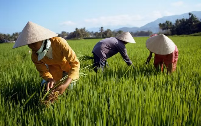  Tại xứ Huế, du khách có thể bắt gặp hình ảnh chiếc "nón bài thơ" - một vật dụng được xem là mang cả vẻ đẹp của tâm hồn Huế. Để làm đẹp và tôn vinh thêm cho chiếc nón lá xứ Huế, các nghệ nhân còn ép bức tranh của sông Hương, núi Ngự và vài dòng thơ vào giữa hai lớp lá: “Ai ra xứ Huế mộng mơ. Mua về chiếc nón bài thơ làm quà”. Ảnh: Rough Guides.