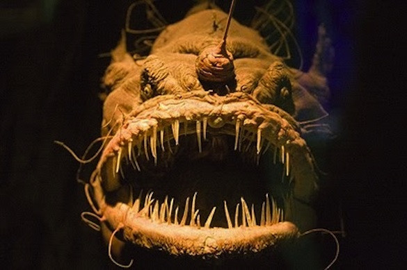 Cá Anglerfish lần đầu được các nhà khoa học tìm thấy, mô tả và phân loại vào những năm 1830. Sở dĩ mãi đến tận lúc đó con người mới bắt đầu tìm thấy và nghiên cứu chúng, vì loài này sống ở tầng rất thấp của đại dương, nơi mà cả ánh sáng cũng khó có thể chiếu dọi xuống.