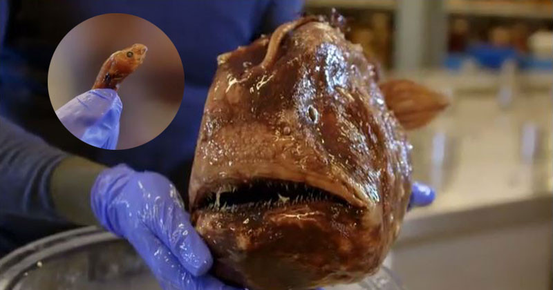 Vì thế Anglerfish là loài hiếm gặp nhất trong tất cả các loài cá cư trú dưới đáy biển sâu.