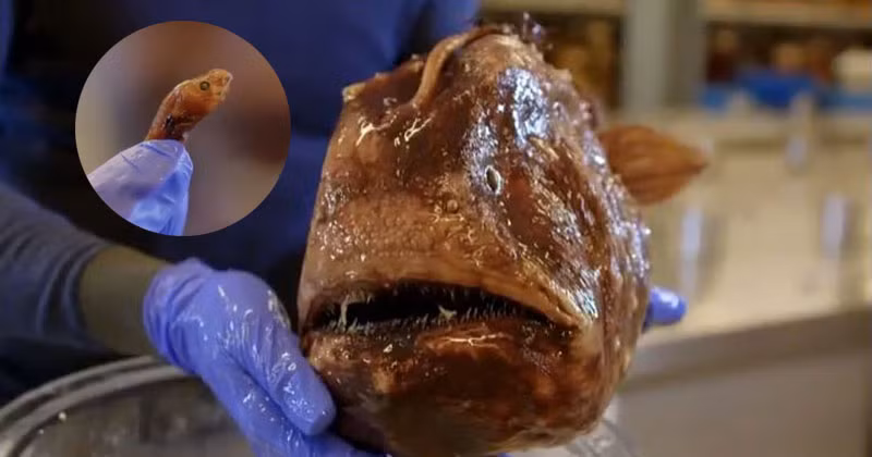Vì thế Anglerfish là loài hiếm gặp nhất trong tất cả các loài cá cư trú dưới đáy biển sâu.