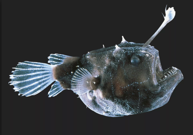 Loài cá Anglerfish bộ thuộc bộ cá vây chân sống dưới đáy biển sâu. Đây được xem là sinh vật lập dị, xấu xí nhất trên trái đất và được giới khoa học gọi là con quỷ ở đáy đại dương.