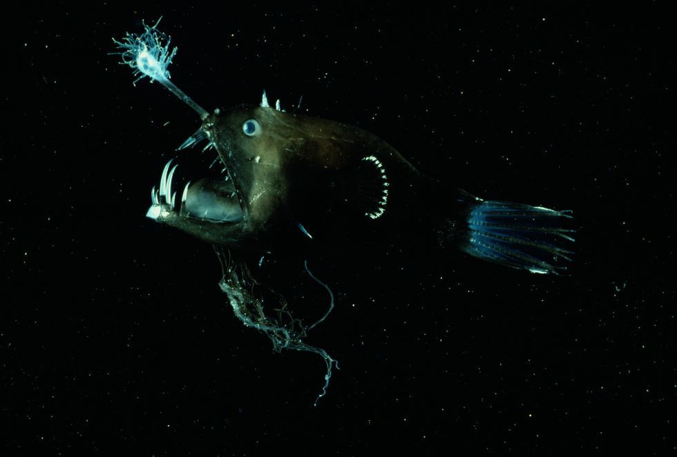 Cá Anglerfish nổi tiếng không chỉ sự xấu xí, hiếm gặp mà còn khét tiếng bởi tập tính săn mồi quái dị, hung hãn.