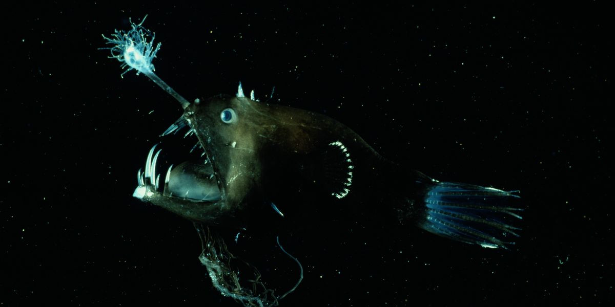 Không chỉ cách săn mồi, ngay cả hành vi giao phối của cá Anglerfish được miêu tả khá kỳ quái, không giống với bất kỳ loài động vật nào, và dường như chỉ phù hợp với hình ảnh trong những bộ phim kinh dị.