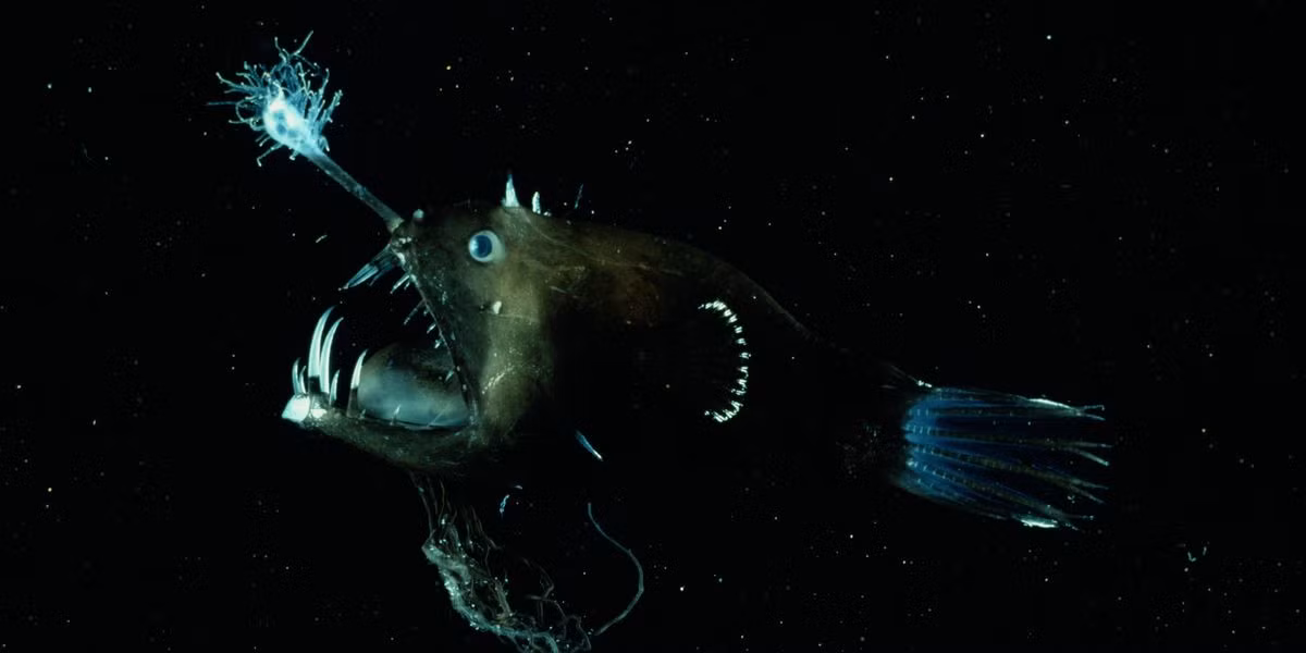 Không chỉ cách săn mồi, ngay cả hành vi giao phối của cá Anglerfish được miêu tả khá kỳ quái, không giống với bất kỳ loài động vật nào, và dường như chỉ phù hợp với hình ảnh trong những bộ phim kinh dị.