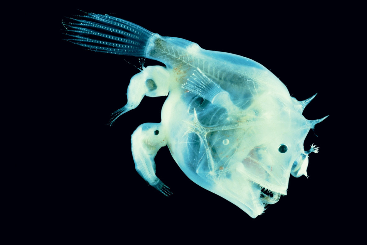 Nhà tự nhiên học William Beebe đã mô tả cách giao phối này theo một cách lãng mạn: “Trong bóng tối bao la và đầy sự cấm đoán, chúng tiến đến con cái và cắn một lỗ trên người của bạn đời, tất cả chỉ để cảm nhận một dòng máu của bạn tình đang chảy dần dần vào trong huyết quản, chấp nhận đánh mất tất cả, chấp nhận trở thành vô tri và vô trí để ghép đôi.”