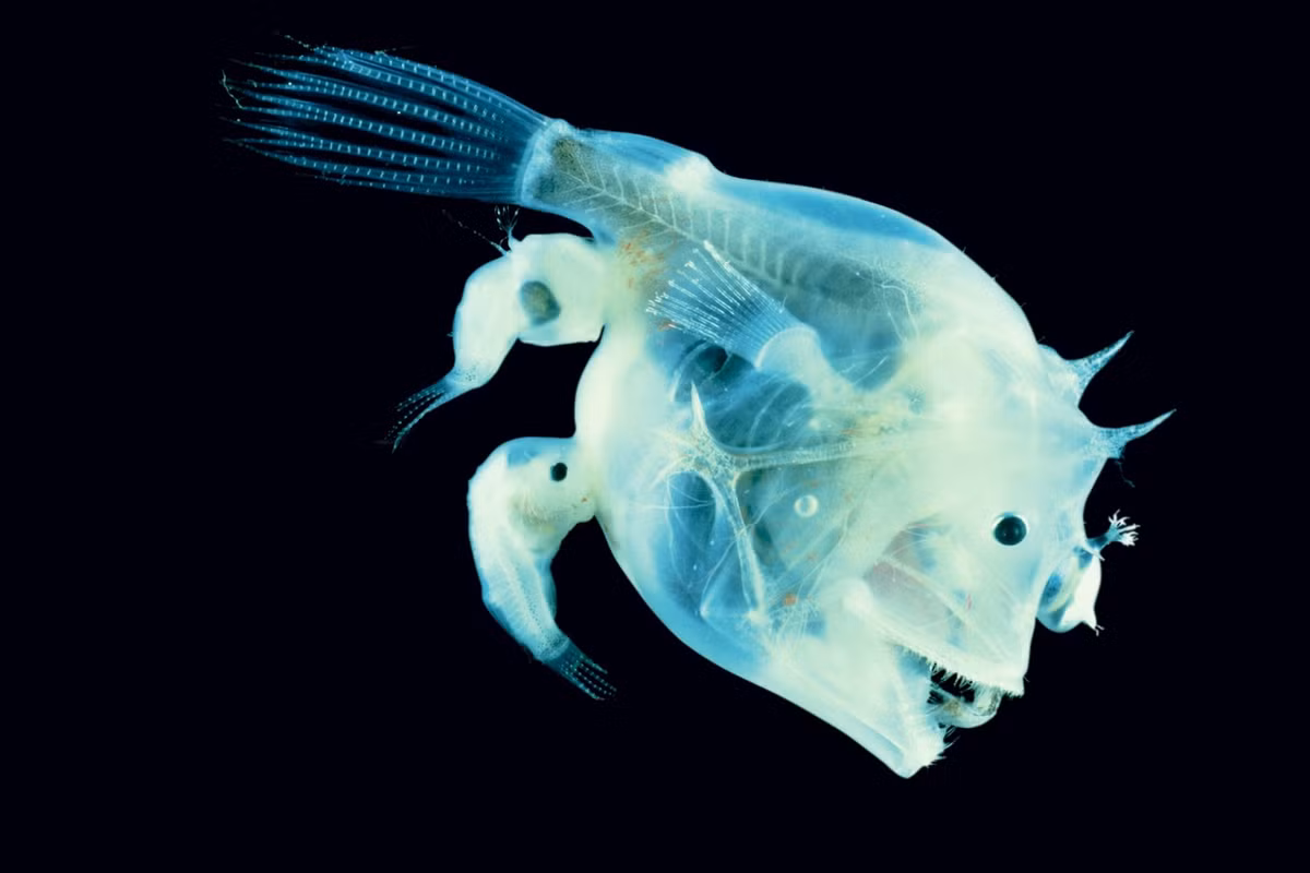 Nhà tự nhiên học William Beebe đã mô tả cách giao phối này theo một cách lãng mạn: “Trong bóng tối bao la và đầy sự cấm đoán, chúng tiến đến con cái và cắn một lỗ trên người của bạn đời, tất cả chỉ để cảm nhận một dòng máu của bạn tình đang chảy dần dần vào trong huyết quản, chấp nhận đánh mất tất cả, chấp nhận trở thành vô tri và vô trí để ghép đôi.”